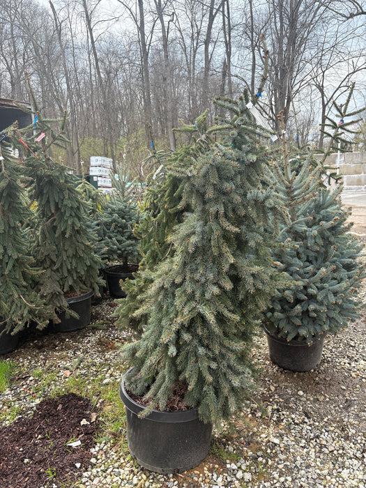 Brun's Weeping Serbian Spruce