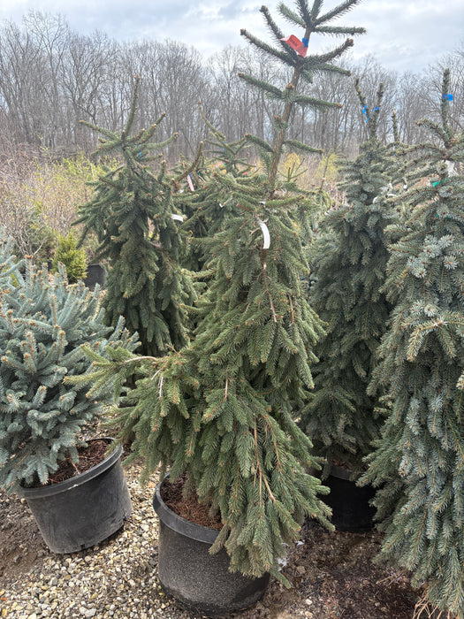 Weeping Norway Spruce