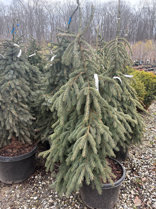Weeping White Spruce