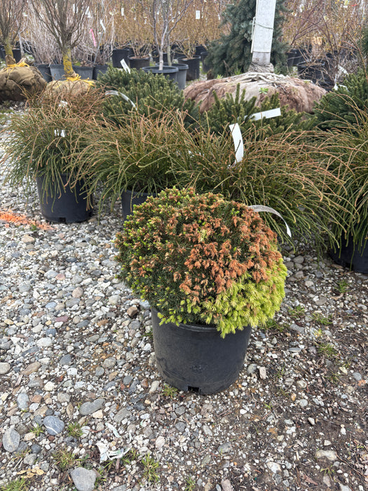 Humpty Dumpty White Spruce
