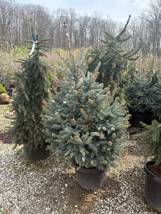 Fat Albert Blue Spruce