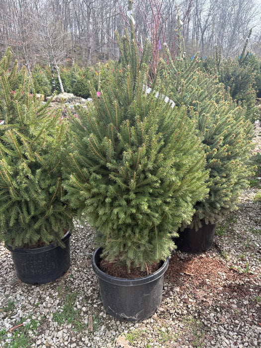 Norway Spruce