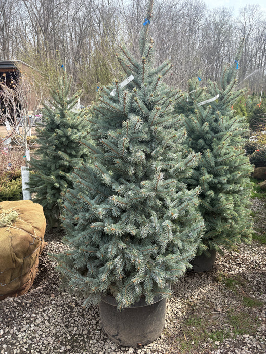Baby Blue Spruce