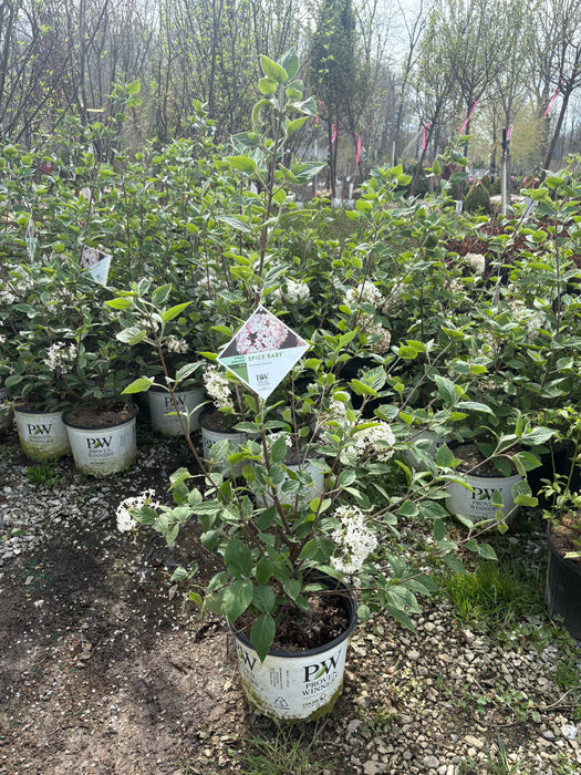 Spice Baby Korean Spice Viburnum
