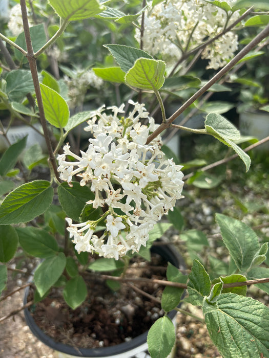 Spice Baby Korean Spice Viburnum