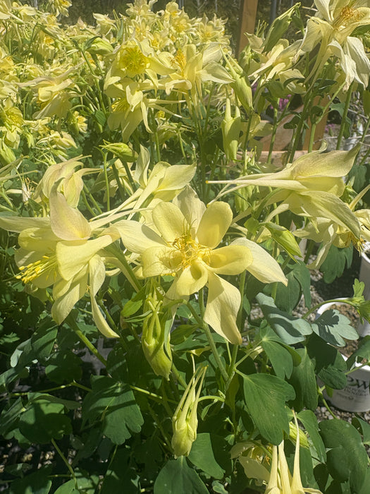 Kirigami Yellow Columbine