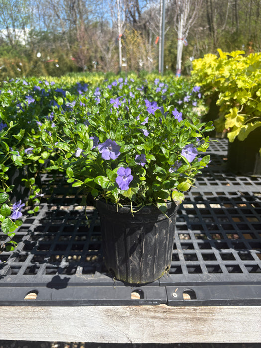 Bowles Periwinkle
