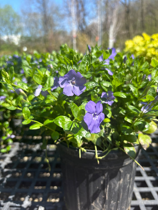 Bowles Periwinkle