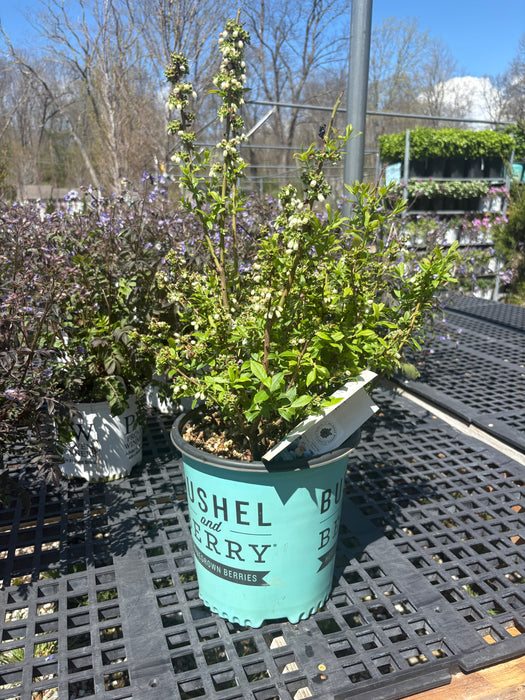 Perpetua® Blueberry Bush