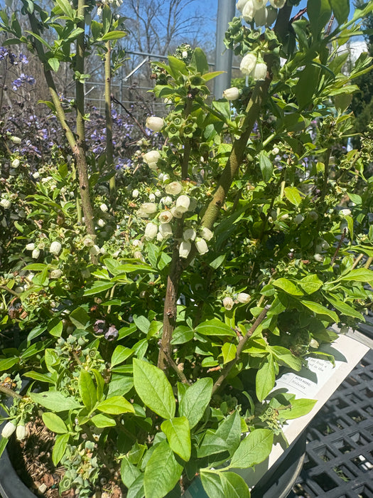 Perpetua® Blueberry Bush