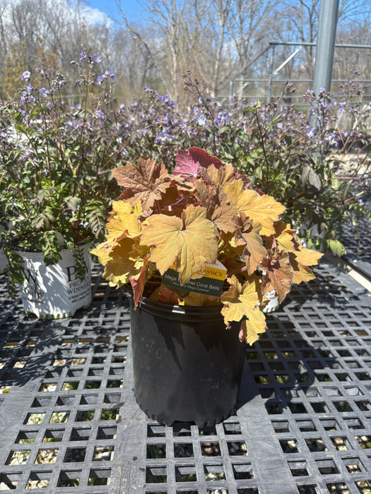 Mega Caramel Coral Bells