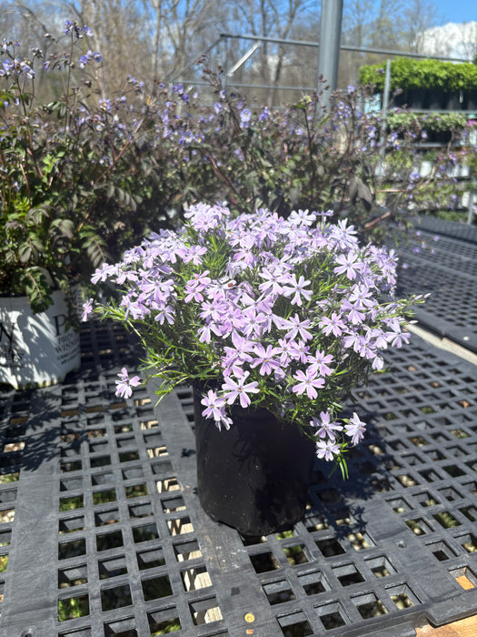 Emerald Blue Phlox