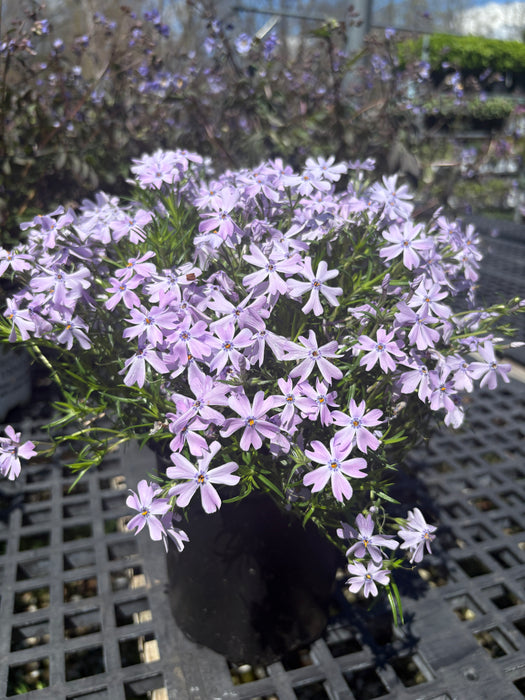 Emerald Blue Phlox