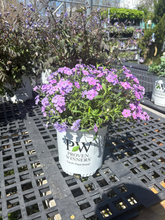Purple Sprite Phlox
