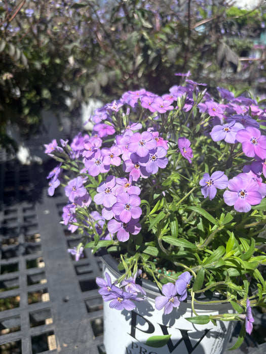 Purple Sprite Phlox