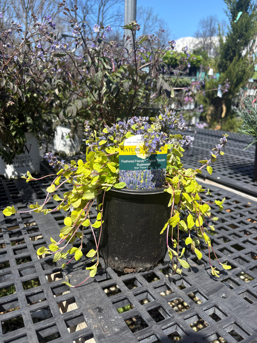 Feathered Friends™ Tropical Toucan Bugleweed (Ajuga)