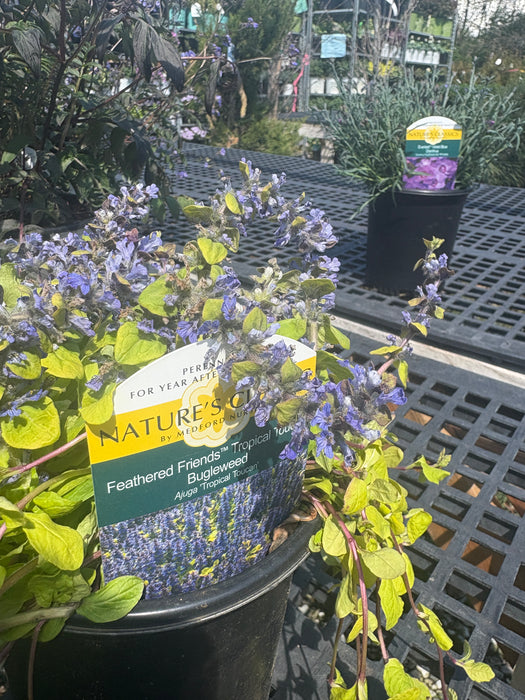 Feathered Friends™ Tropical Toucan Bugleweed (Ajuga)