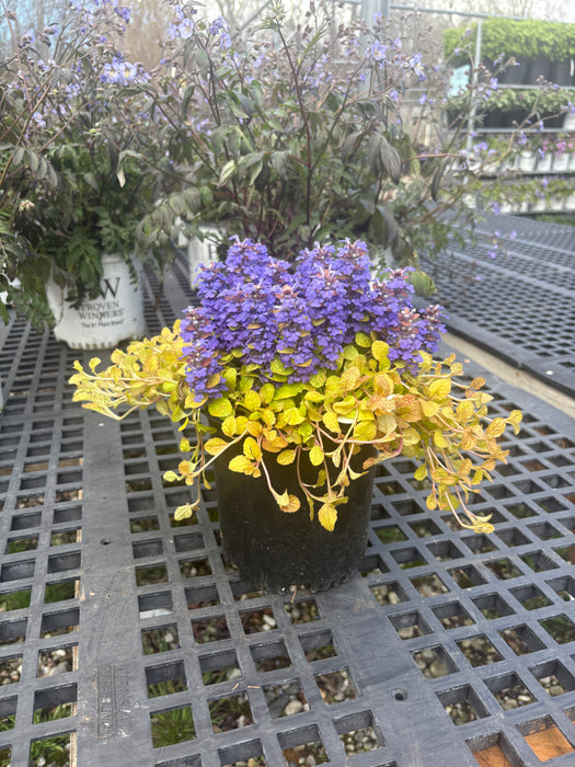 Feathered Friends™ Parrot Paradise Bugleweed (Ajuga)