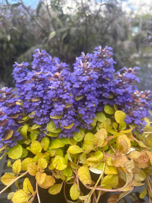 Feathered Friends™ Parrot Paradise Bugleweed (Ajuga)