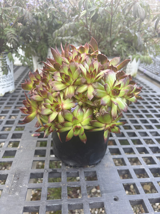 Black Hens & Chicks