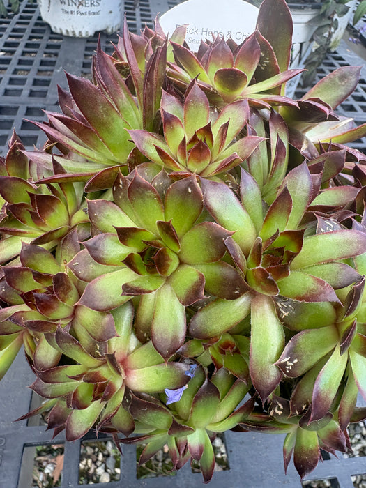Black Hens & Chicks