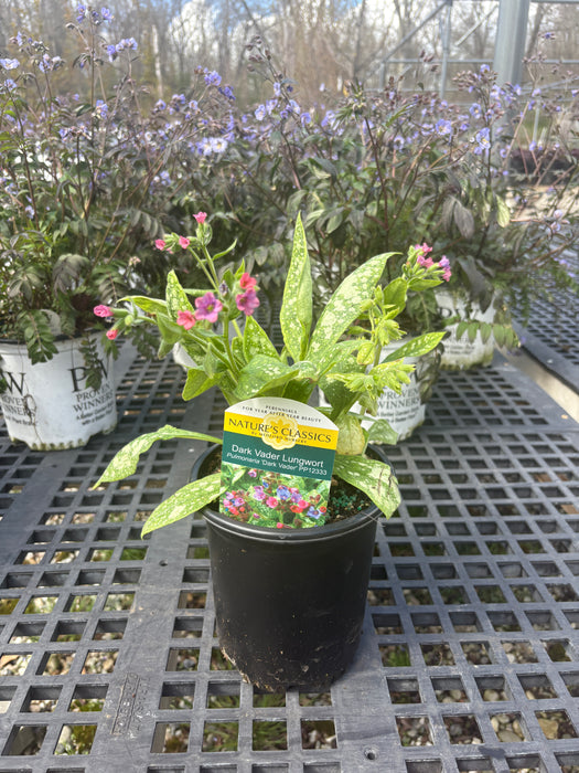 Dark Vader Lungwort