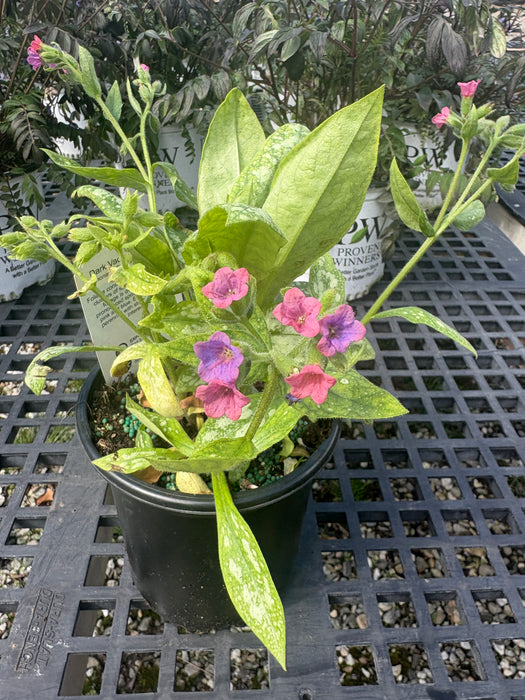 Dark Vader Lungwort