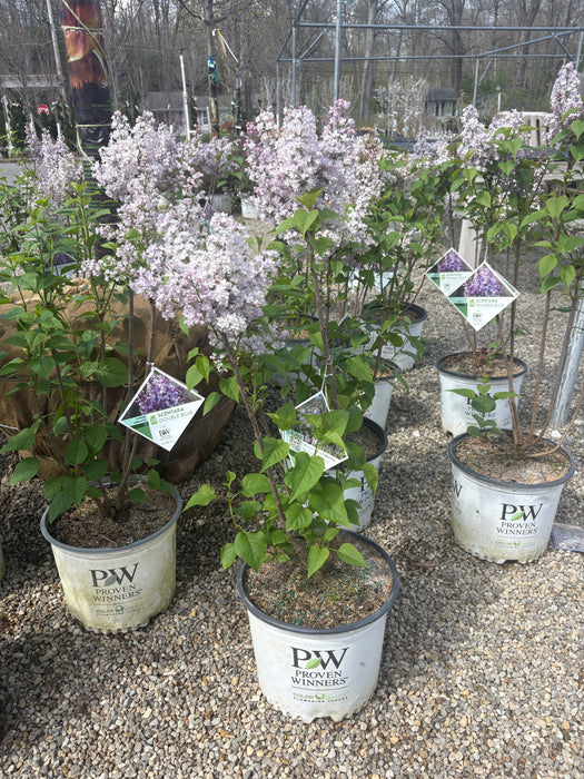 Scentara® Double Blue Lilac