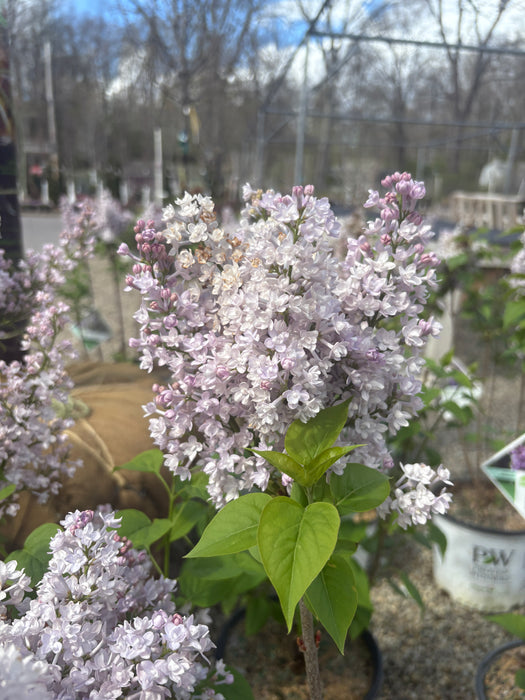 Scentara® Double Blue Lilac