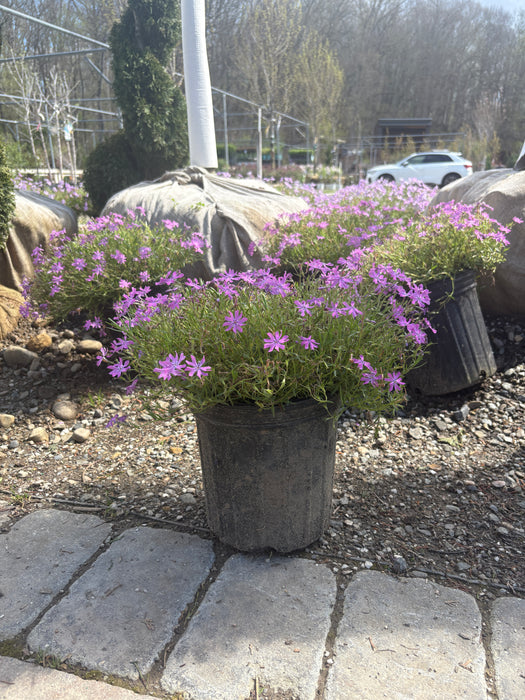 Bedazzled Pink Phlox