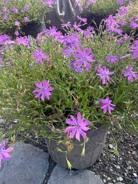 Bedazzled Pink Phlox