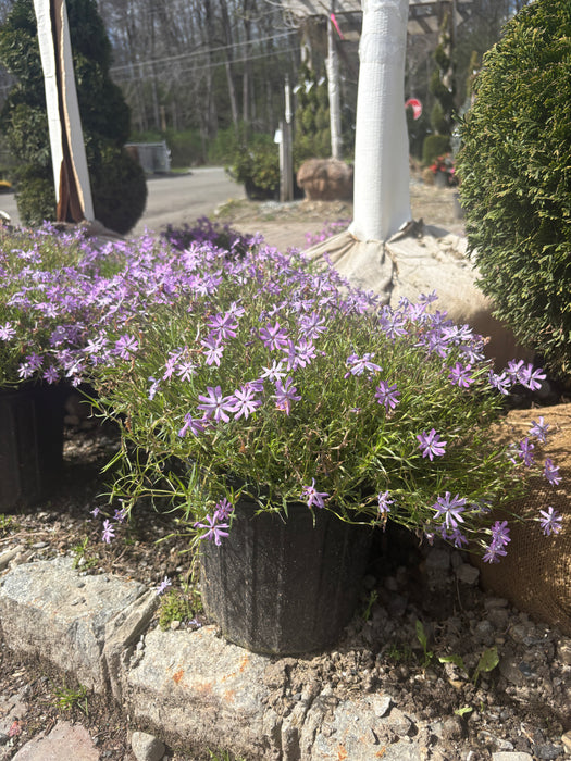 Bedazzled Lavender Phlox