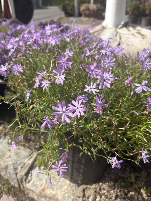 Bedazzled Lavender Phlox