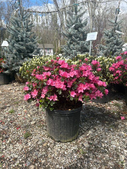 Tradition Azalea