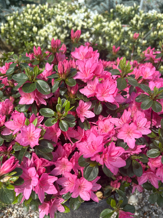 Tradition Azalea