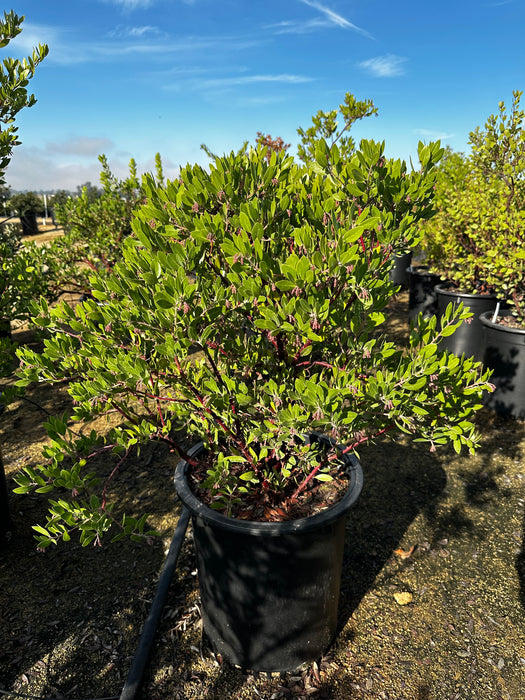 Sentinel Manzanita