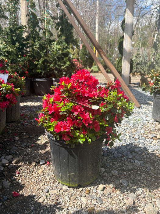 Hino Crimson Azalea