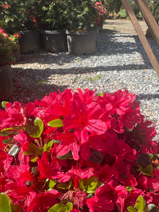 Hino Crimson Azalea
