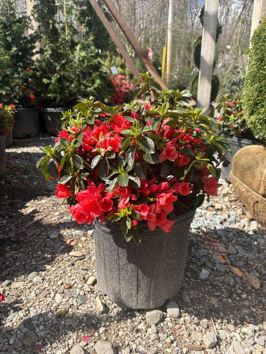 Orange Beauty Azalea