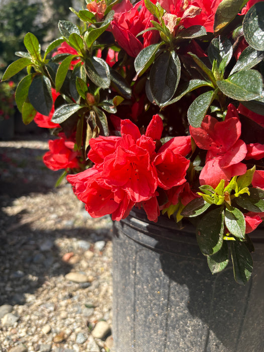 Orange Beauty Azalea