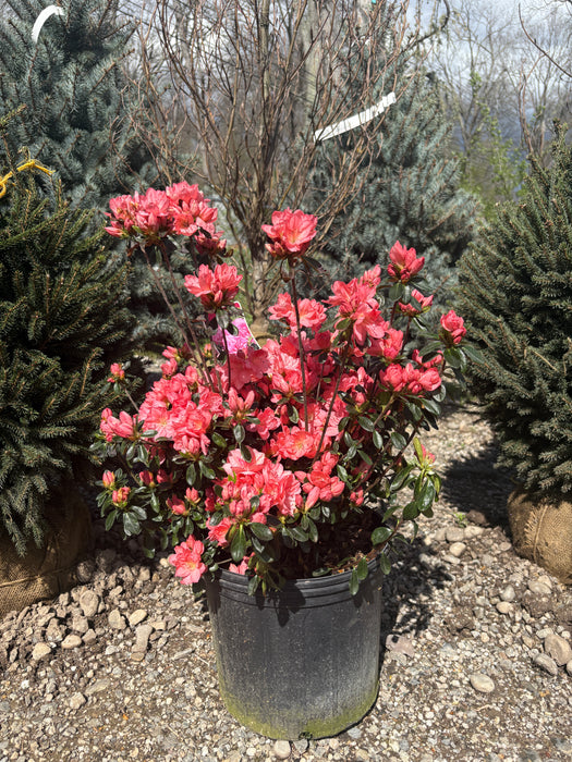 Blaauw's Pink Azalea