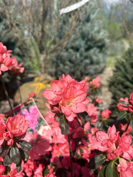 Blaauw's Pink Azalea