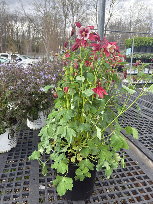 Songbird Cardinal Columbine