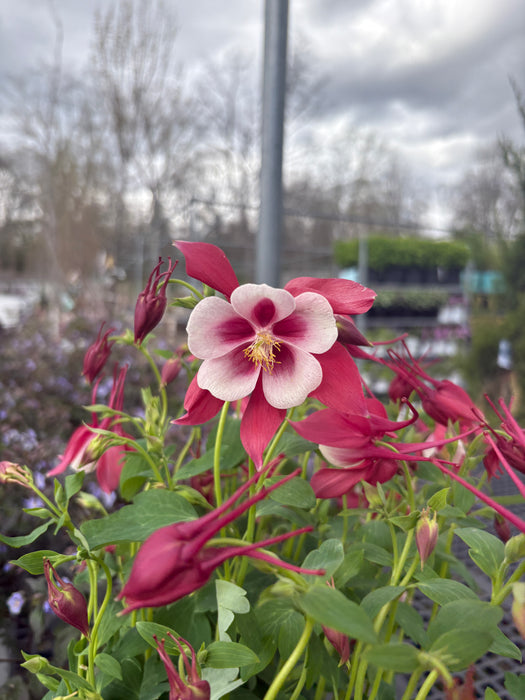 Songbird Cardinal Columbine