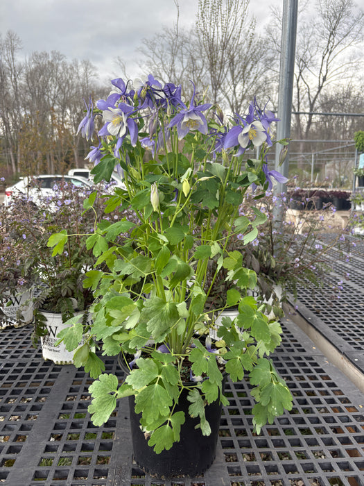 Songbird Bluebird Columbine