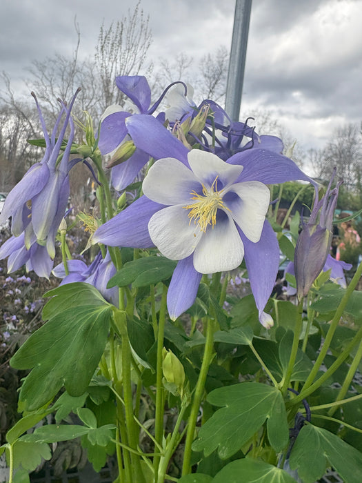 Songbird Bluebird Columbine
