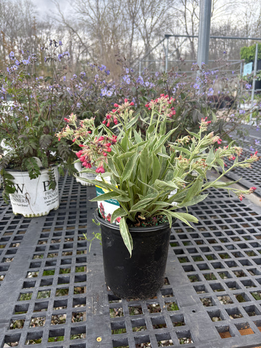 Raspberry Frost Lungwort