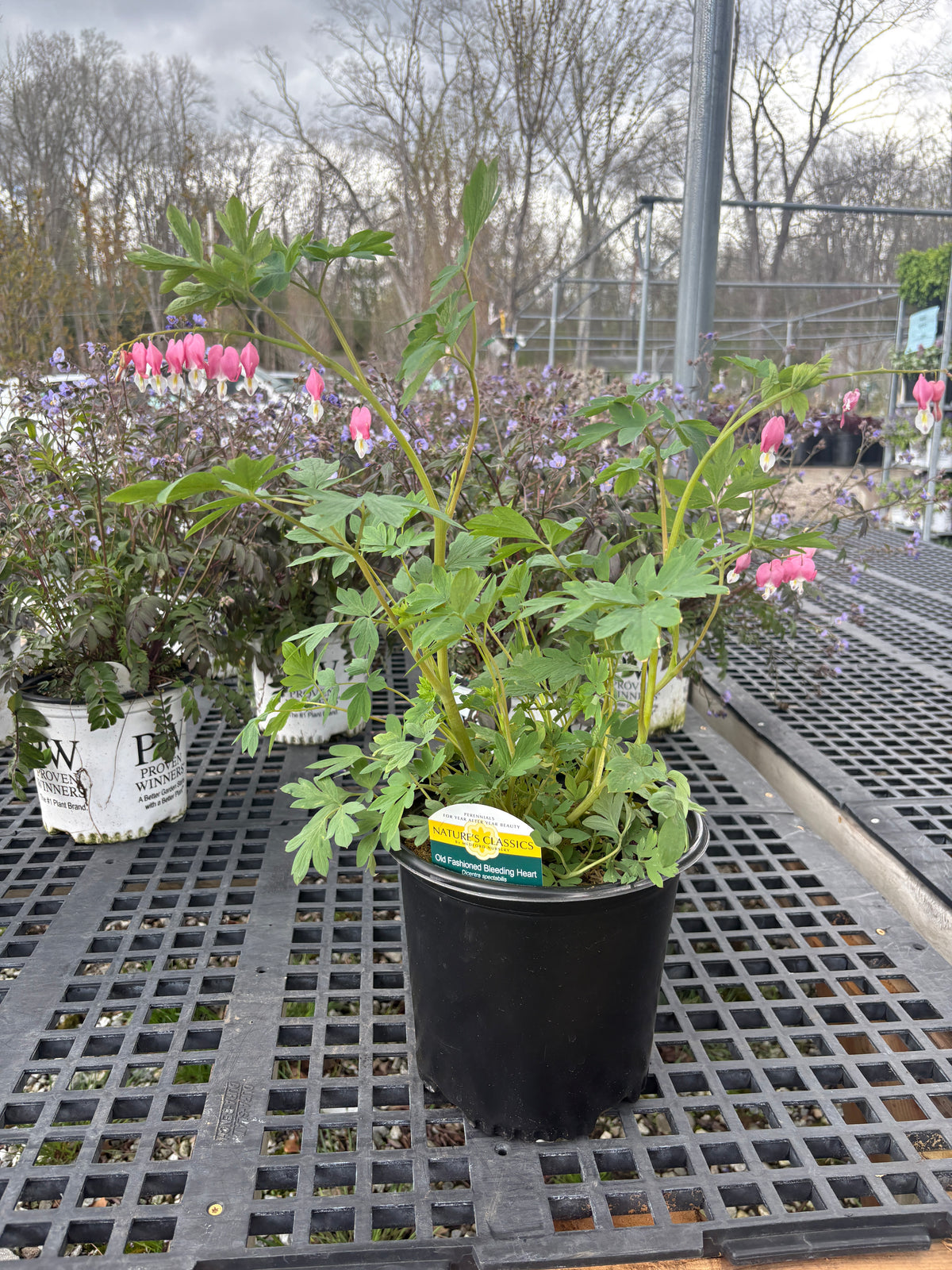 potted bleeding heart plant Bleeding Heart