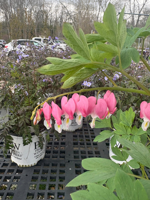 Bleeding Heart