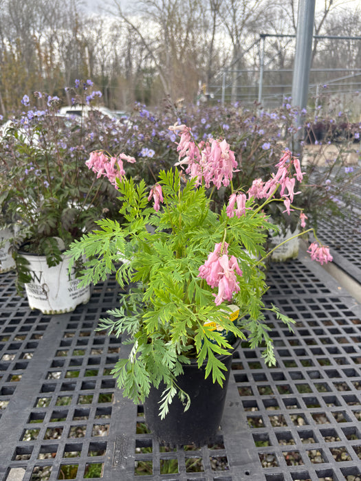 Fringed Bleeding Heart